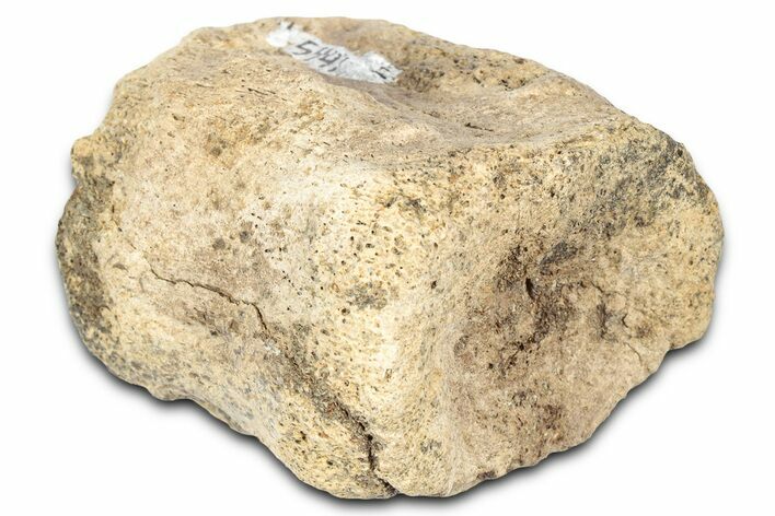 Fossil Dinosaur Vertebra - Montana #331262